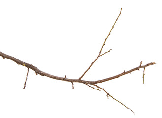dry branch of the plum tree. isolated on white background