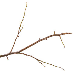 dry branch of the plum tree. isolated on white background