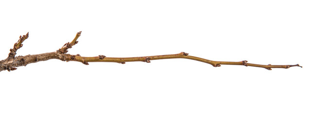 dry branch of the plum tree. isolated on white background