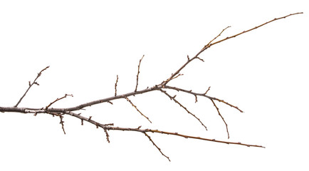 Fototapeta na wymiar dry branch of the plum tree. isolated on white background