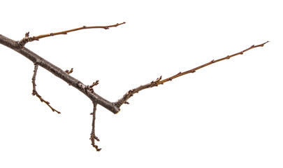 dry branch of the plum tree. isolated on white background