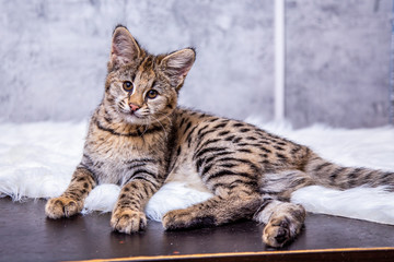 Naklejka premium Savannah F1, a hybrid of Serval and Savannah. 