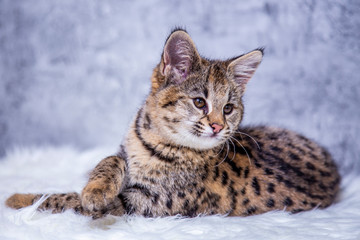 Savannah F1, a hybrid of Serval and Savannah.	