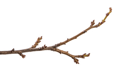 Fototapeta premium dry branch of a walnut tree. isolated on white background