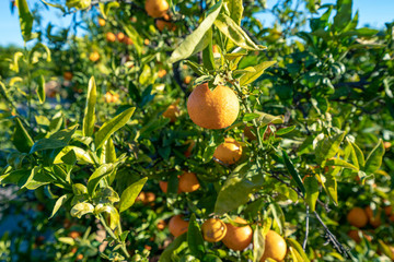 A branch of mandarin tree - Image