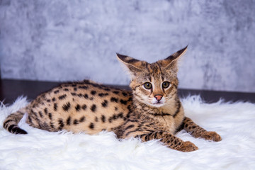 Savannah F1, a hybrid of Serval and Savannah.	