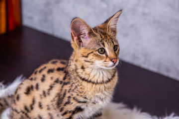 Savannah F1, a hybrid of Serval and Savannah.	