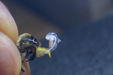 A beekeeper is holding a drone and collecting sperm. Artificial insemination of honey bees fertilization at agriculture reproduction farming . Collecting the genetic material of bees.