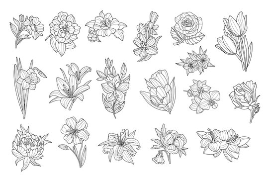 Set of beautiful monochrome flowers. Lily, tulip, peony, rose, daffodil, calendula, pansy, petunia. Sketchy icons. Hand drawn vector elements for tattoo or decor