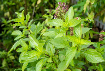 Sweet basil leaf background.