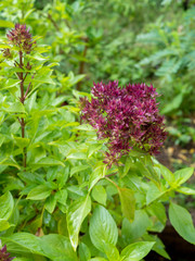 Sweet basil leaf background.