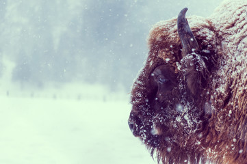 European bison (Bison bonasus) on a snowy day in natural habitat © asoimu