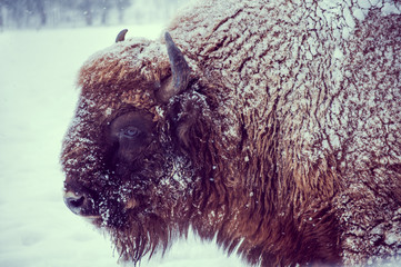 European bison (Bison bonasus) on a snowy day in natural habitat © asoimu