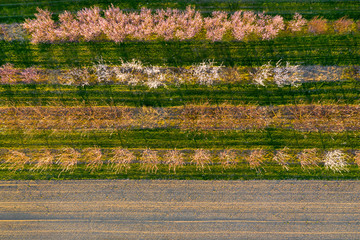 Landwirtschaftlicher Obstanbau in Baden
