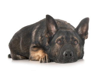 gray german shepherd