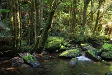 A shallow stream flows past moss covered rocks as it follows its path along the forest floor.