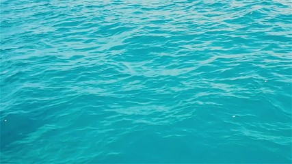 Dolphins frolic in the water, the Fauna of tropical Islands