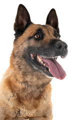 malinois in studio