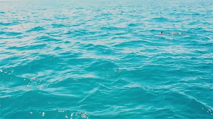 Dolphins frolic in the water, the Fauna of tropical Islands