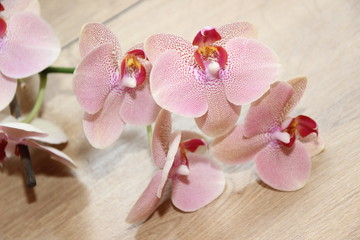 Orchidee