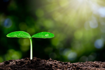 Growing green sprout with water drop on blurred green bokeh background with sunlight, environmental concept