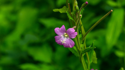Fototapeta na wymiar Flower on Great Hairy willowherb or Epilobium hirsutum close-up with bokeh background, selective focus, shallow DOF