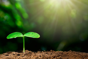 Growing green sprout with water drop on blurred green bokeh background with sunlight, environmental concept