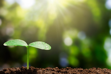 Growing green sprout with water drop on blurred green bokeh background with sunlight, environmental concept