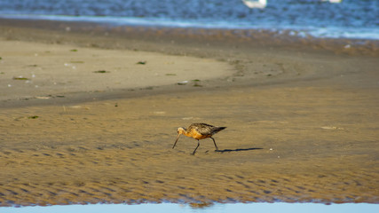 Fototapeta na wymiar Male Bar-tailed Godwits or Limosa lapponica walk at seashore, portrait, selective focus, shallow DOF