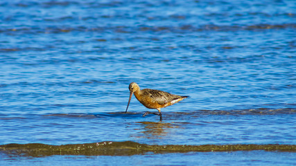 Male Bar-tailed Godwits or Limosa lapponica walk in waves at seashore, portrait, selective focus, shallow DOF