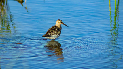 Curlew Sandpiper, Calidris ferruginea, at sea shoreline searching for food, close-up portrait in tide, selective focus, shallow DOF