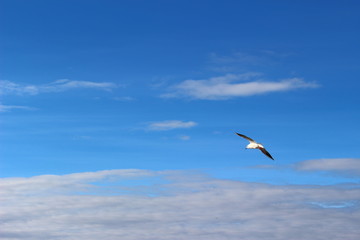 seagull flying in the blue sky
