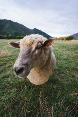 Funny sheep on field © Tommy