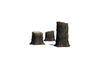 tree stump cluster with shadow - isolated on a white background