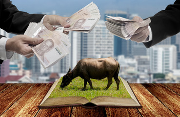 Businessman buy livestock knowledge concept, Banknote in hand for knowledge with city background