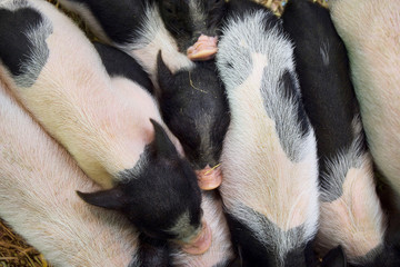 Many dwarf pig pink skin with black spotted standing on straw. Top view.