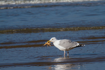 a seagull is trying to gorge a starfish