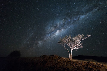 lone tree under milky way