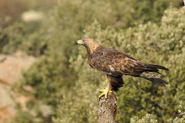 Aguila real adulta en el bosque de encinas
