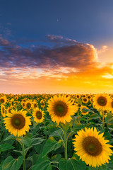 Sunflower field in sunset #5