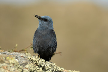 El roquero solitario