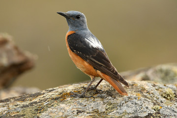 Roquero rojo en la sierra abulense