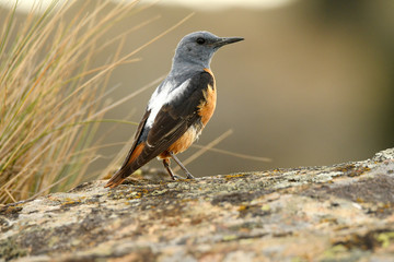 Roquero rojo en la sierra abulense
