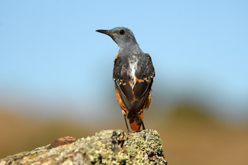 Roquero rojo en la sierra abulense