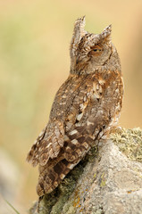 Autillo en su atalaya