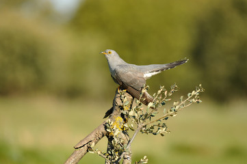 Cuco en primavera