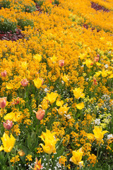 Insel Mainau im Frühling: buntes Blumenbeet mit Tulpen und Mohn - gelb, orange, rot