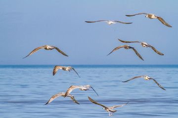 a group of seagulls is flying over the sea