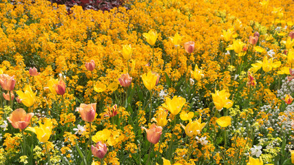 Insel Mainau im Frühling: buntes Blumenbeet mit Tulpen und Mohn - gelb, orange, rot
