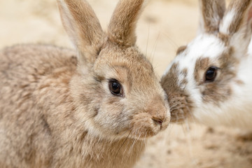 Two little rabbits